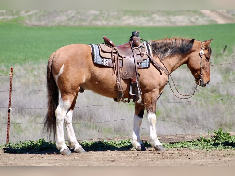 Paint Horse Gelding 9 years 14,2 hh Tobiano-all-colors in Bitterwater CA