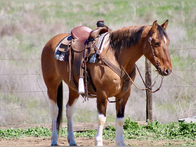 Paint Horse Gelding 9 years 14,2 hh Tobiano-all-colors in Bitterwater CA