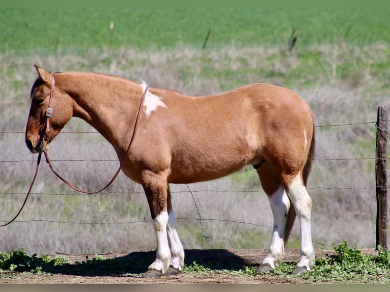 Paint Horse Gelding 9 years 14,2 hh Tobiano-all-colors in Bitterwater CA