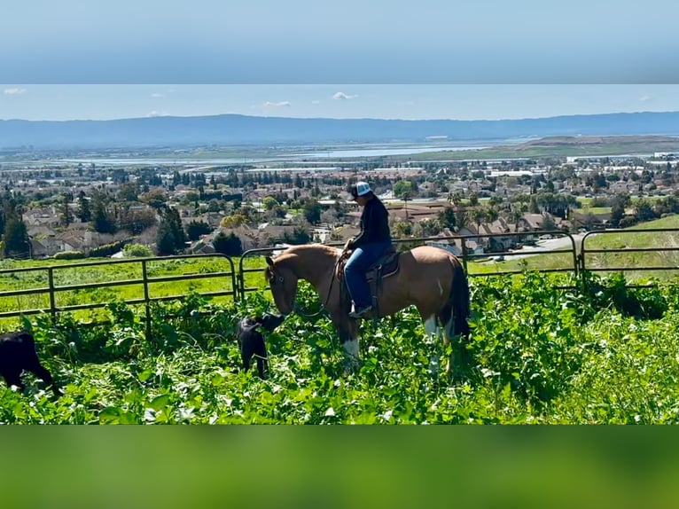 Paint Horse Gelding 9 years 14,2 hh Tobiano-all-colors in Bitterwater CA