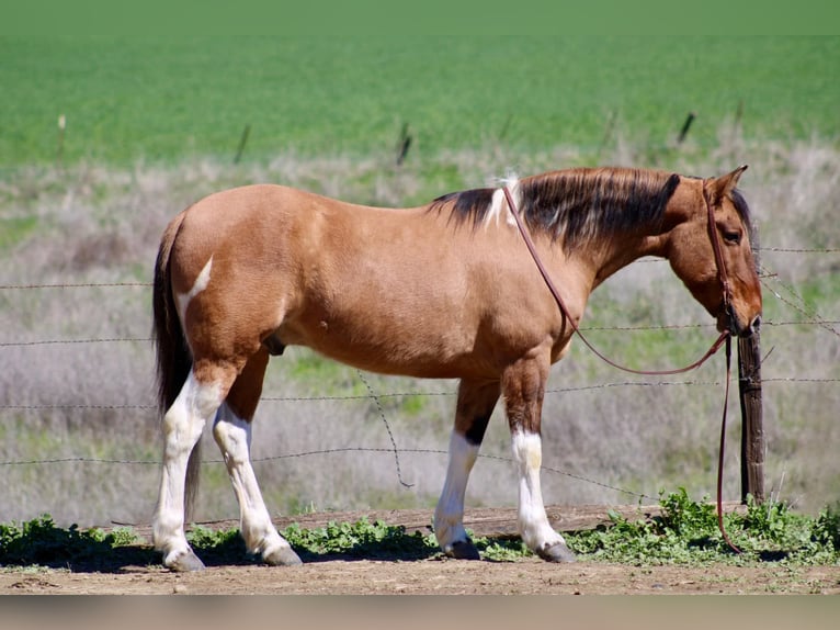 Paint Horse Gelding 9 years 14,2 hh Tobiano-all-colors in Bitterwater CA