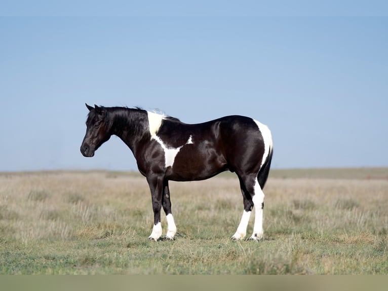 Paint Horse Gelding 9 years 14,3 hh Black in Canyon