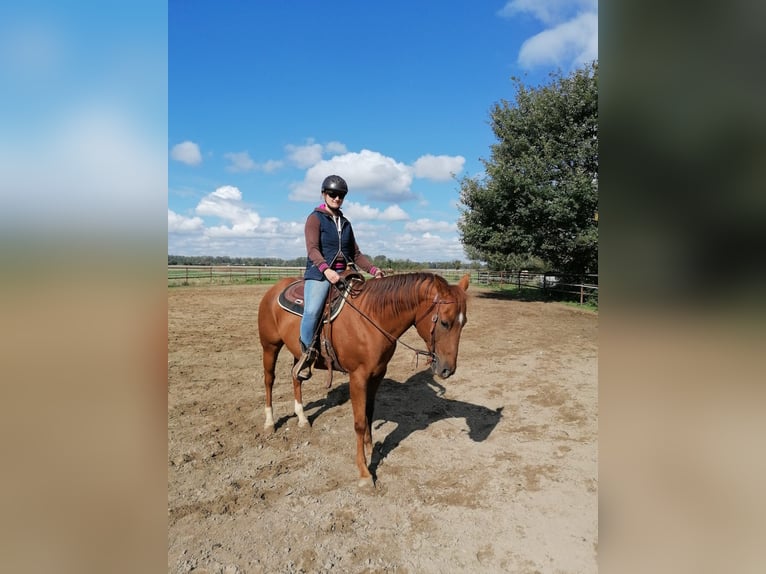 Paint Horse Gelding 9 years 14,3 hh Chestnut-Red in Biebesheim am Rhein