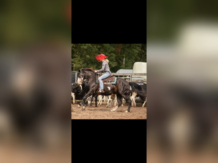 Paint Horse Gelding 9 years 14,1 hh Black in Oldeberkoop Paint Horse Gelding 9 years 14,1 hh Black in Oldeberkoop