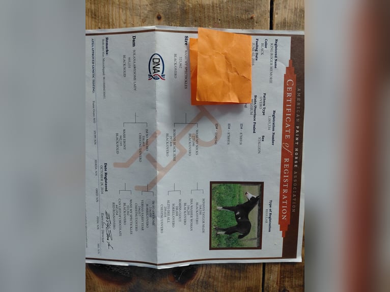 Paint Horse Gelding 9 years 14,1 hh Black in Oldeberkoop Paint Horse Gelding 9 years 14,1 hh Black in Oldeberkoop