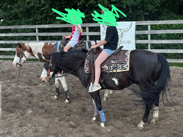 Paint Horse Gelding 9 years 14,1 hh Black in Oldeberkoop Paint Horse Gelding 9 years 14,1 hh Black in Oldeberkoop