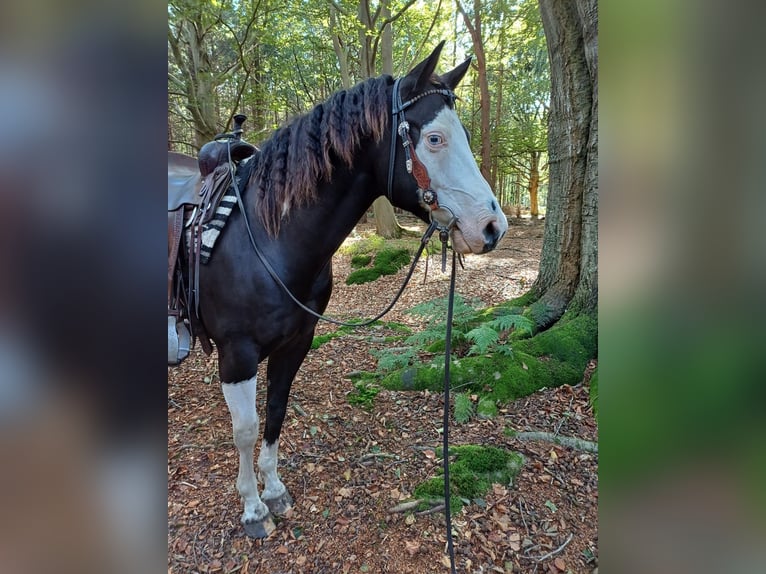 Paint Horse Gelding 9 years 14,1 hh Black in Oldeberkoop Paint Horse Gelding 9 years 14,1 hh Black in Oldeberkoop