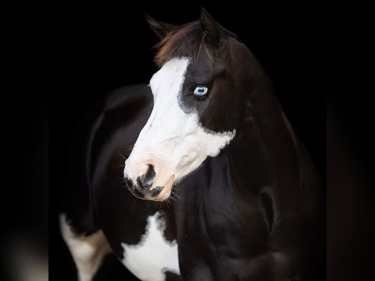 Paint Horse Gelding 9 years 14,1 hh Black in Oldeberkoop Paint Horse Gelding 9 years 14,1 hh Black in Oldeberkoop