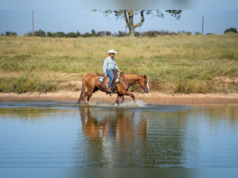 Paint Horse Gelding 9 years 15,1 hh Sorrel in Mt Vernon, TX