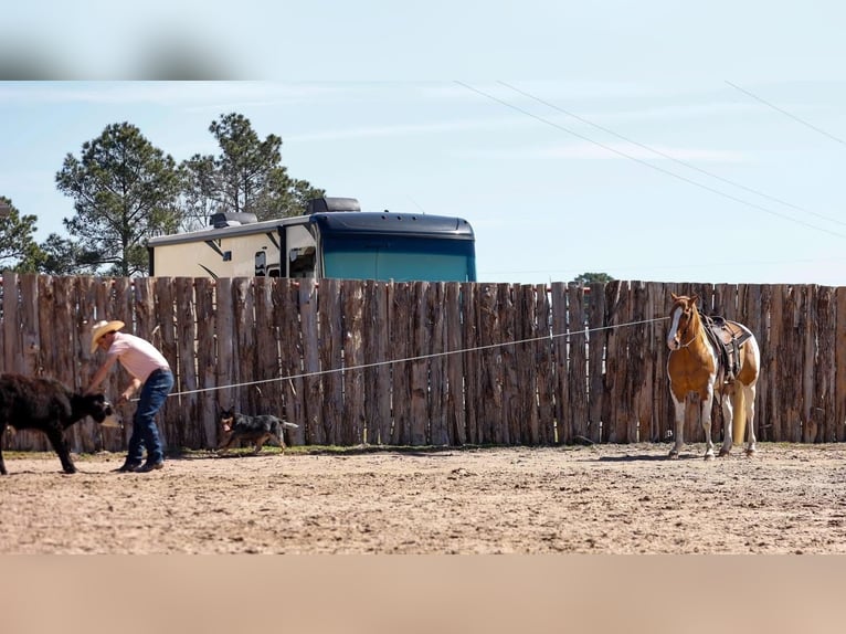 Paint Horse Gelding 9 years 15 hh Bay in Arlington