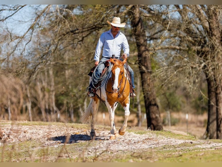 Paint Horse Gelding 9 years 15 hh Bay in Arlington