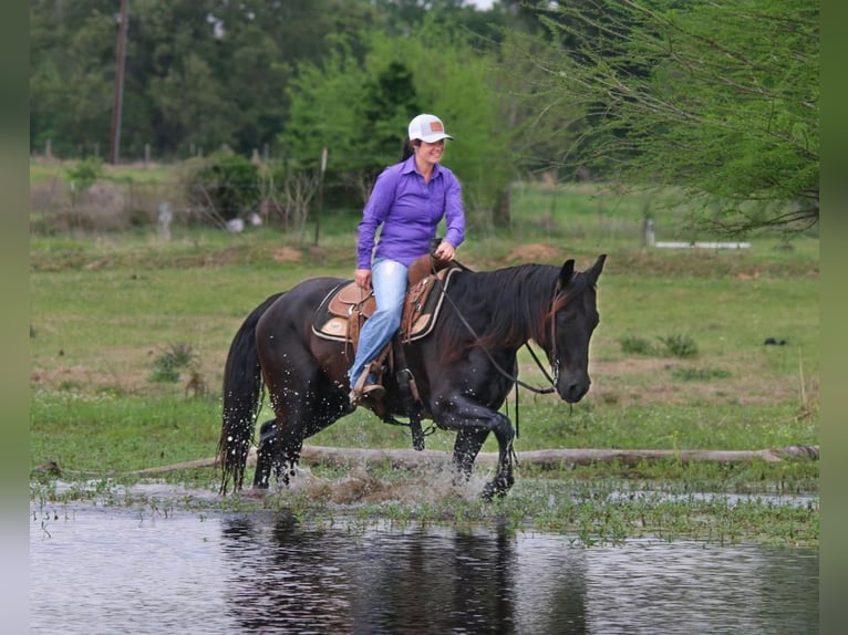 Paint Horse Gelding 9 years 15 hh Black in Carthage, TX