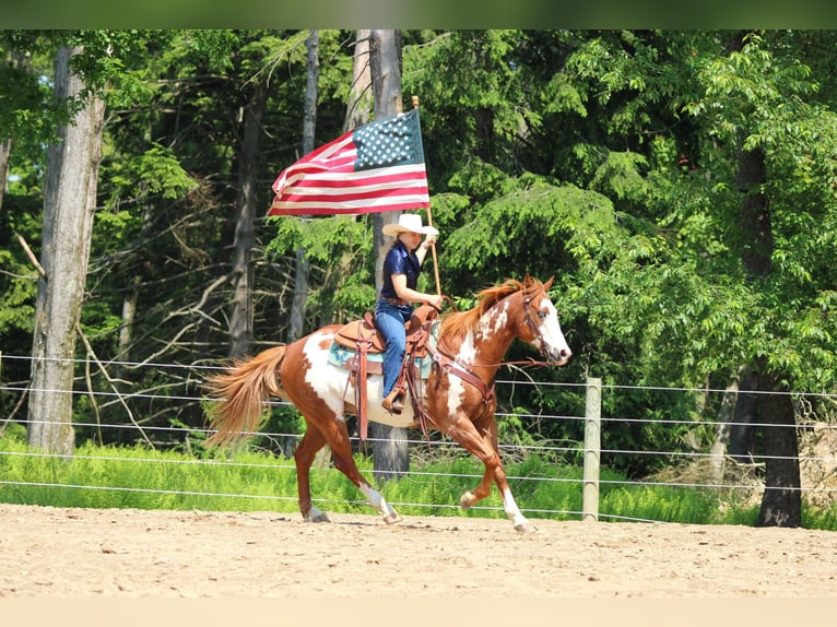 Paint Horse Gelding 9 years 15,1 hh in Clarion, PA