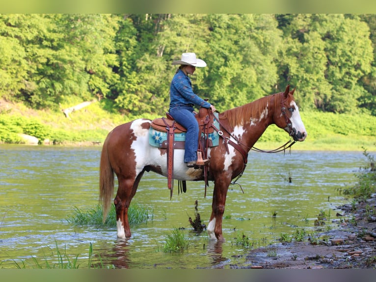 Paint Horse Gelding 9 years 15,1 hh in Clarion, PA