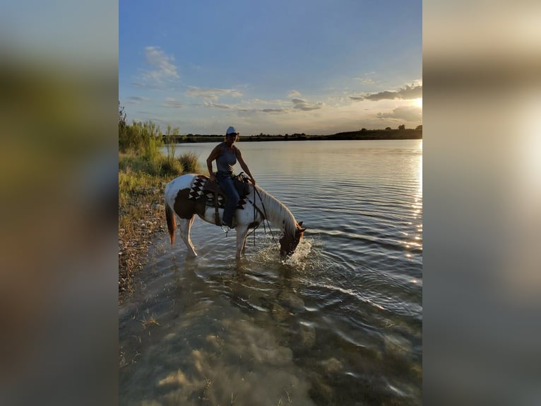 Paint Horse Gelding 9 years 15,3 hh Sorrel in Weatherford
