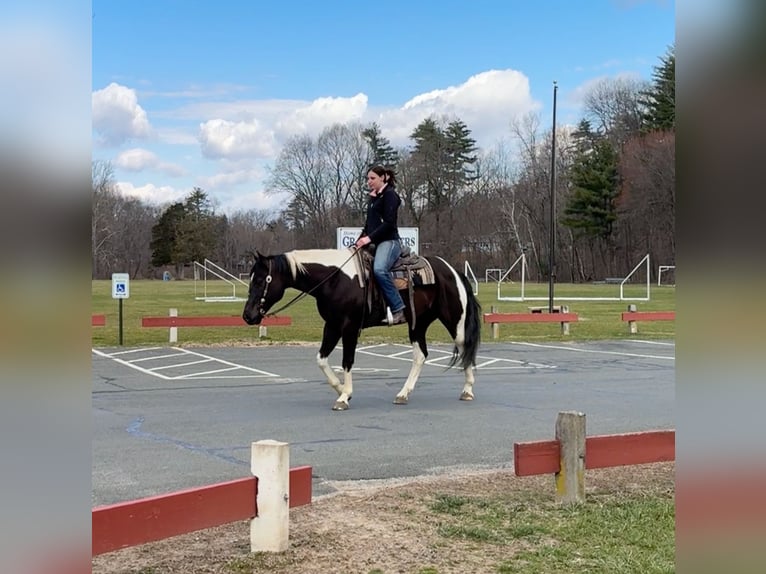 Paint Horse Gelding 9 years 16 hh Black in West Granby