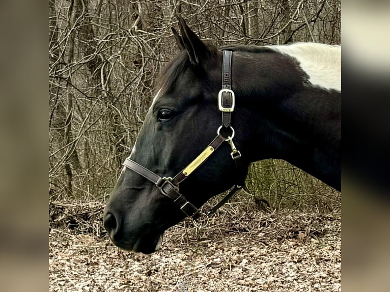 Paint Horse Gelding 9 years 16 hh Black in West Granby