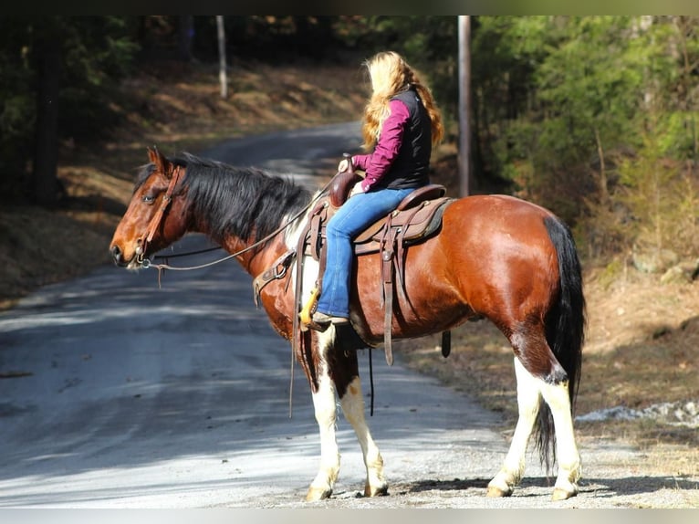 Paint Horse Gelding 9 years in Cook Forest, PA