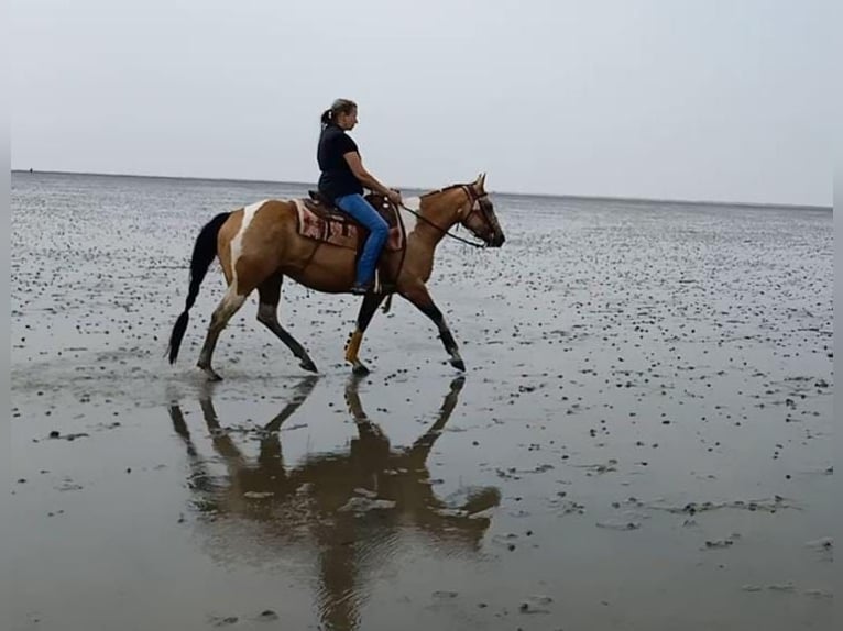 Paint Horse Giumenta 10 Anni 148 cm Pelle di daino in Schwanewede