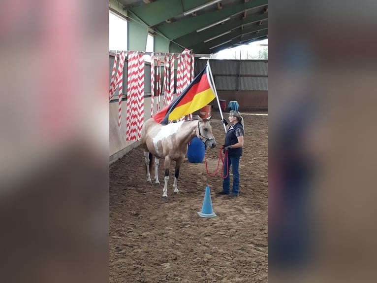 Paint Horse Giumenta 10 Anni 148 cm Pelle di daino in Schwanewede