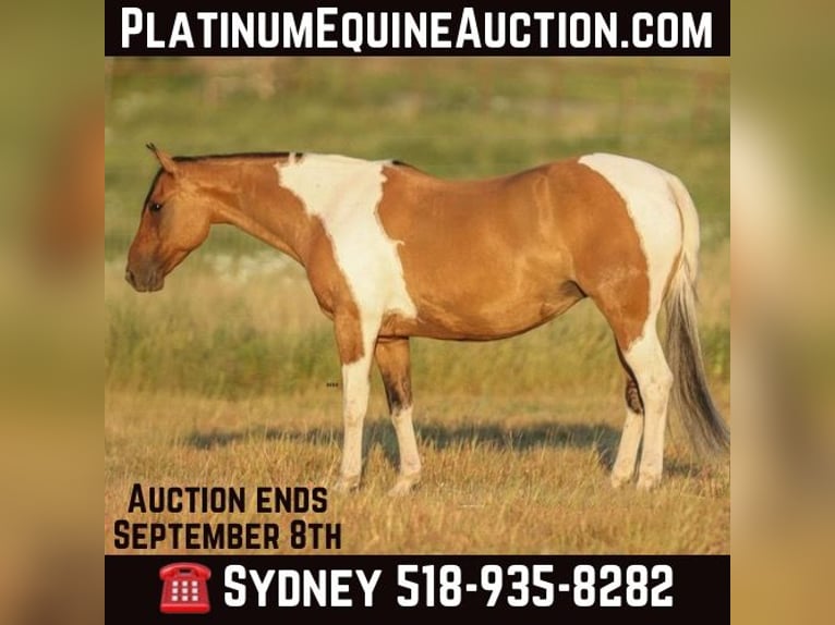 Paint Horse Giumenta 10 Anni 152 cm Falbo in Granbury TX