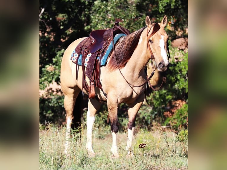 Paint Horse Giumenta 10 Anni 152 cm Grullo in Graham