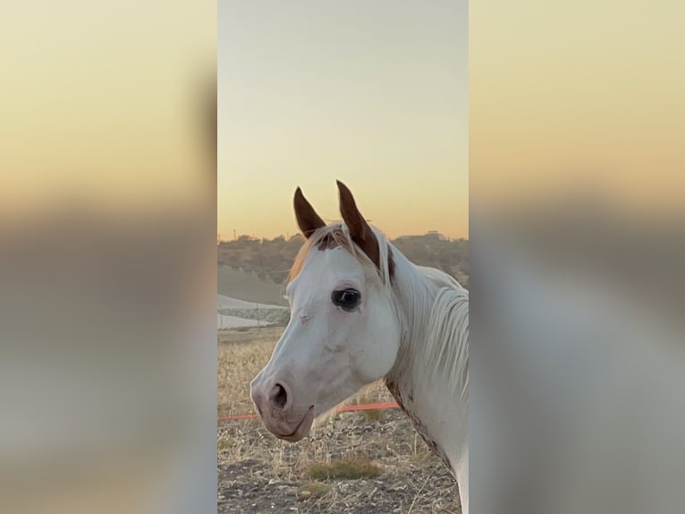 Paint Horse Giumenta 10 Anni 158 cm Overo-tutti i colori in Chiaramonte Gulfi