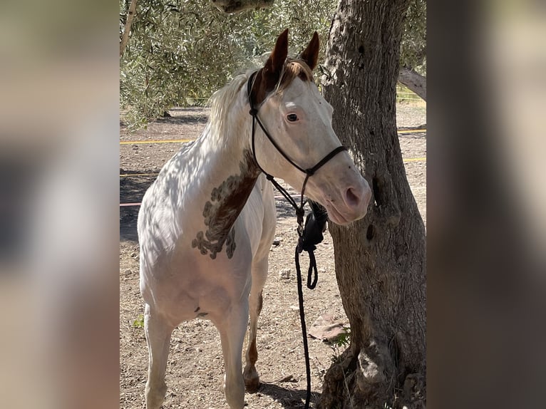 Paint Horse Giumenta 10 Anni 158 cm Overo-tutti i colori in Chiaramonte Gulfi