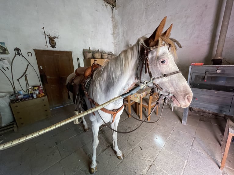 Paint Horse Giumenta 10 Anni 158 cm Overo-tutti i colori in Chiaramonte Gulfi