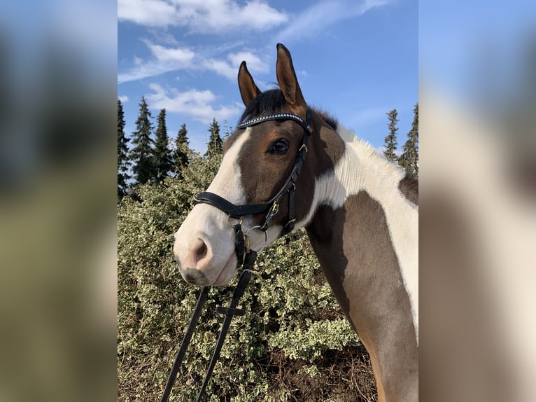 Paint Horse Giumenta 10 Anni 160 cm Tobiano-tutti i colori in Elsdorf