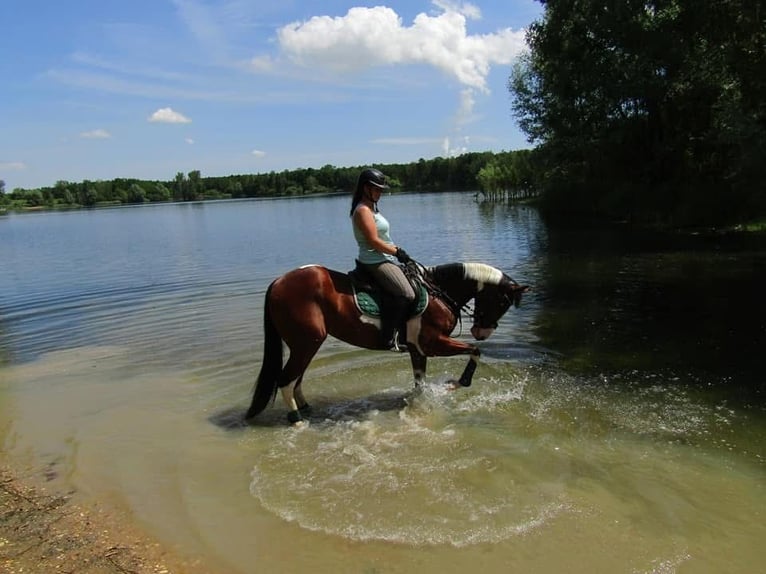 Paint Horse Giumenta 10 Anni 160 cm Tobiano-tutti i colori in Elsdorf