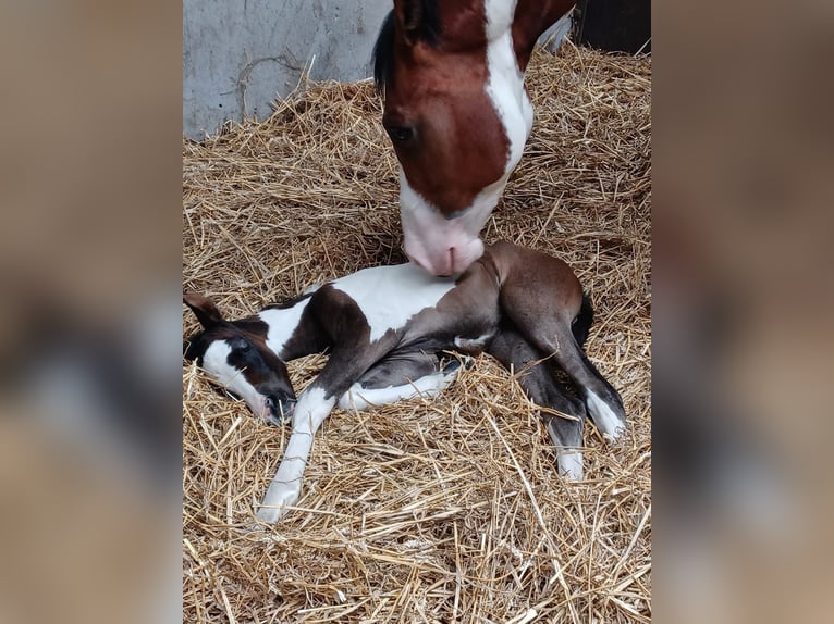 Paint Horse Giumenta 10 Anni 160 cm Tobiano-tutti i colori in Elsdorf