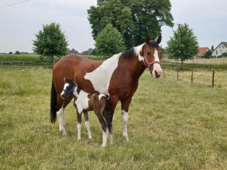 Paint Horse Giumenta 10 Anni 160 cm Tobiano-tutti i colori in Elsdorf