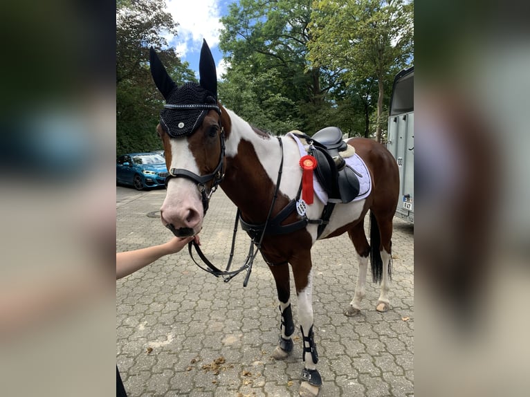 Paint Horse Giumenta 10 Anni 160 cm Tobiano-tutti i colori in Elsdorf