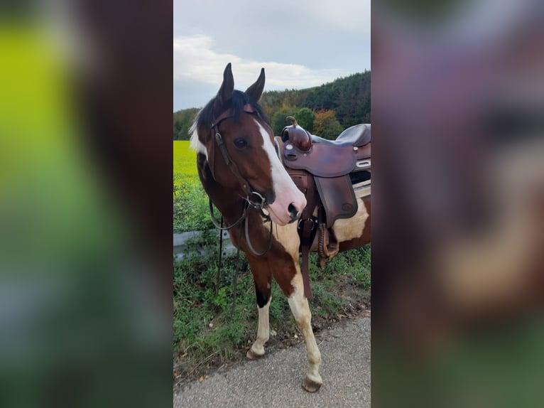 Paint Horse Giumenta 10 Anni 160 cm Tobiano-tutti i colori in Elsdorf