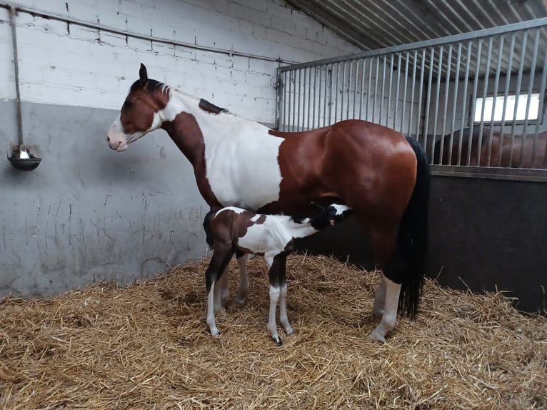 Paint Horse Giumenta 10 Anni 160 cm Tobiano-tutti i colori in Elsdorf