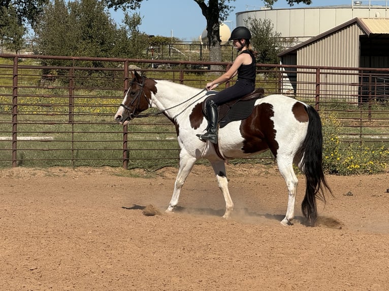 Paint Horse Giumenta 10 Anni 163 cm Pezzato in Weatherford