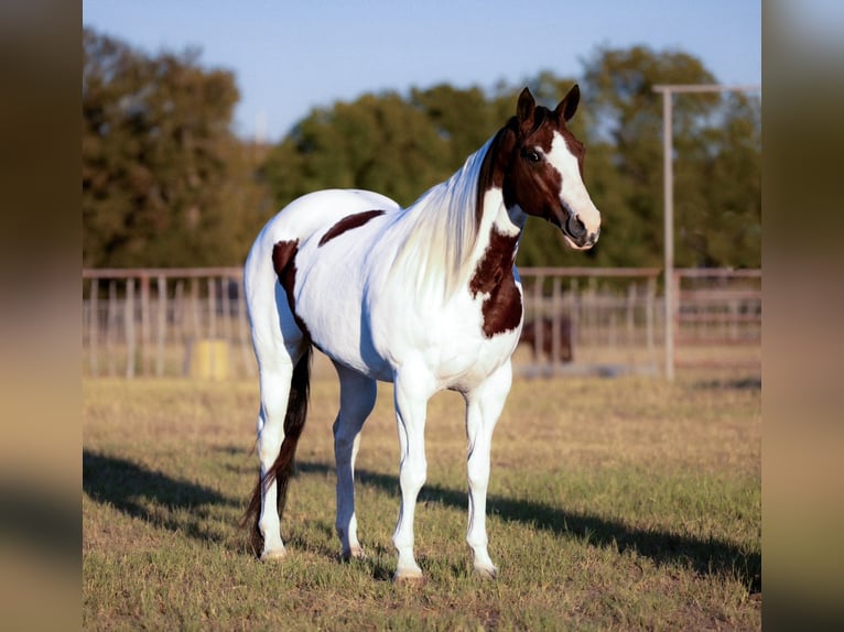 Paint Horse Giumenta 10 Anni 163 cm Pezzato in Weatherford