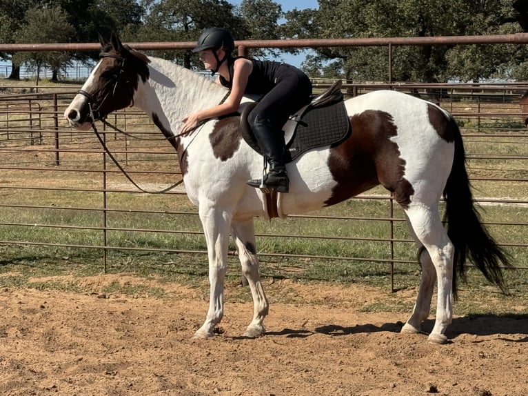 Paint Horse Giumenta 10 Anni 163 cm Pezzato in Weatherford