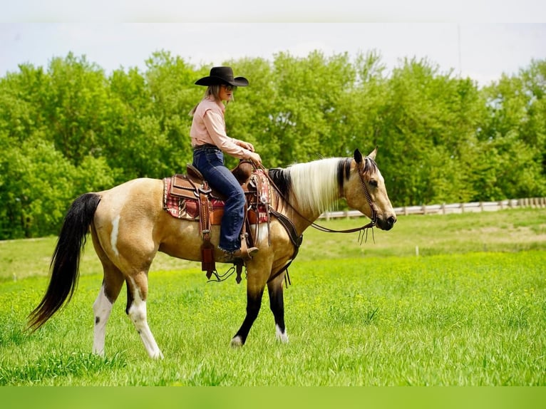 Paint Horse Giumenta 10 Anni Pelle di daino in Valley Springs, SD