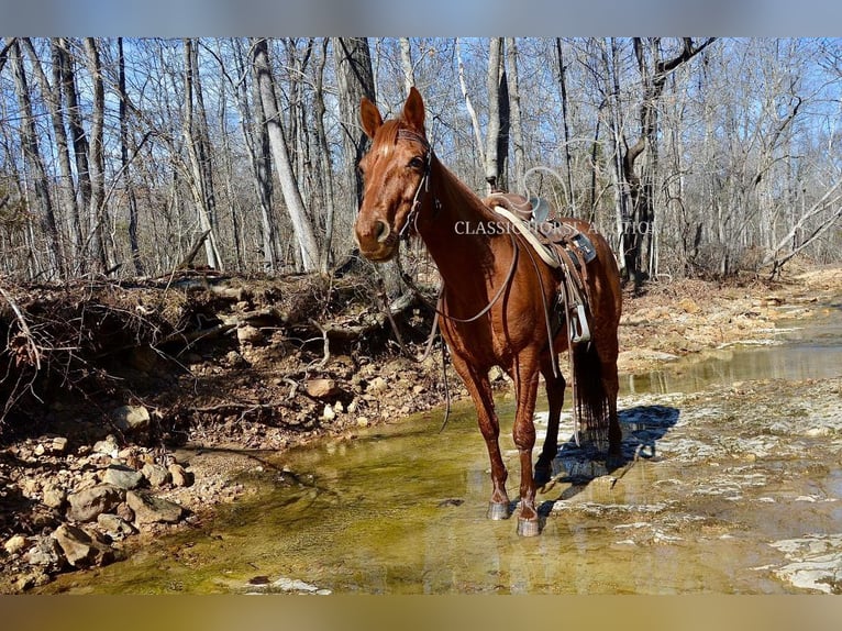 Paint Horse Giumenta 11 Anni 142 cm Sauro ciliegia in Potosi, MO