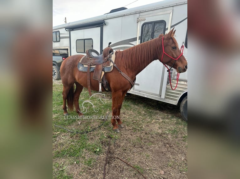 Paint Horse Giumenta 11 Anni 142 cm Sauro ciliegia in Potosi, MO