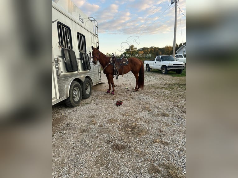 Paint Horse Giumenta 11 Anni 142 cm Sauro ciliegia in Potosi, MO