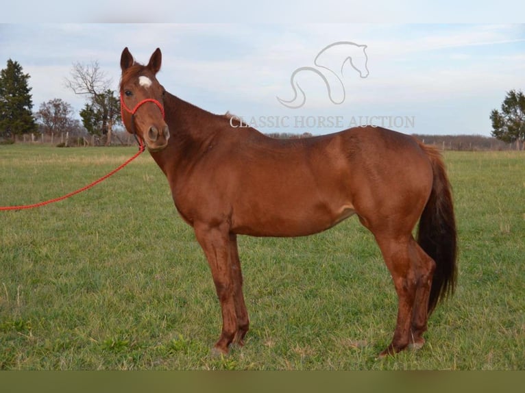 Paint Horse Giumenta 11 Anni 142 cm Sauro ciliegia in Potosi, MO