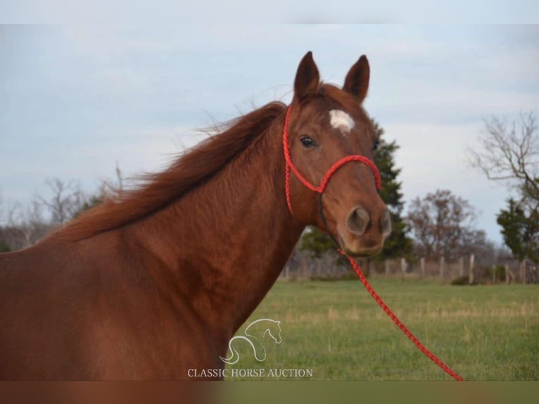 Paint Horse Giumenta 11 Anni 142 cm Sauro ciliegia in Potosi, MO