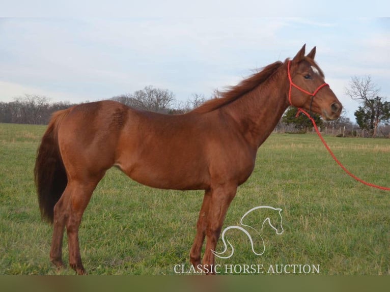 Paint Horse Giumenta 11 Anni 142 cm Sauro ciliegia in Potosi, MO