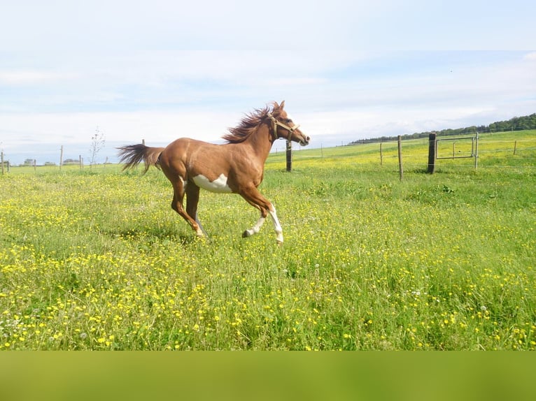 Paint Horse Giumenta 11 Anni 148 cm Overo-tutti i colori in Bretten