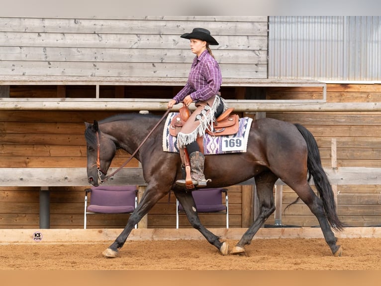 Paint Horse Mix Giumenta 11 Anni 150 cm in Wiedergeltingen