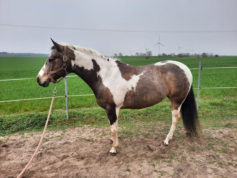 Paint Horse Giumenta 11 Anni 150 cm Pelle di daino in Marlow