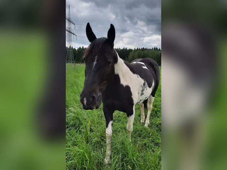 Paint Horse Giumenta 11 Anni 150 cm Tobiano-tutti i colori in Elterlein